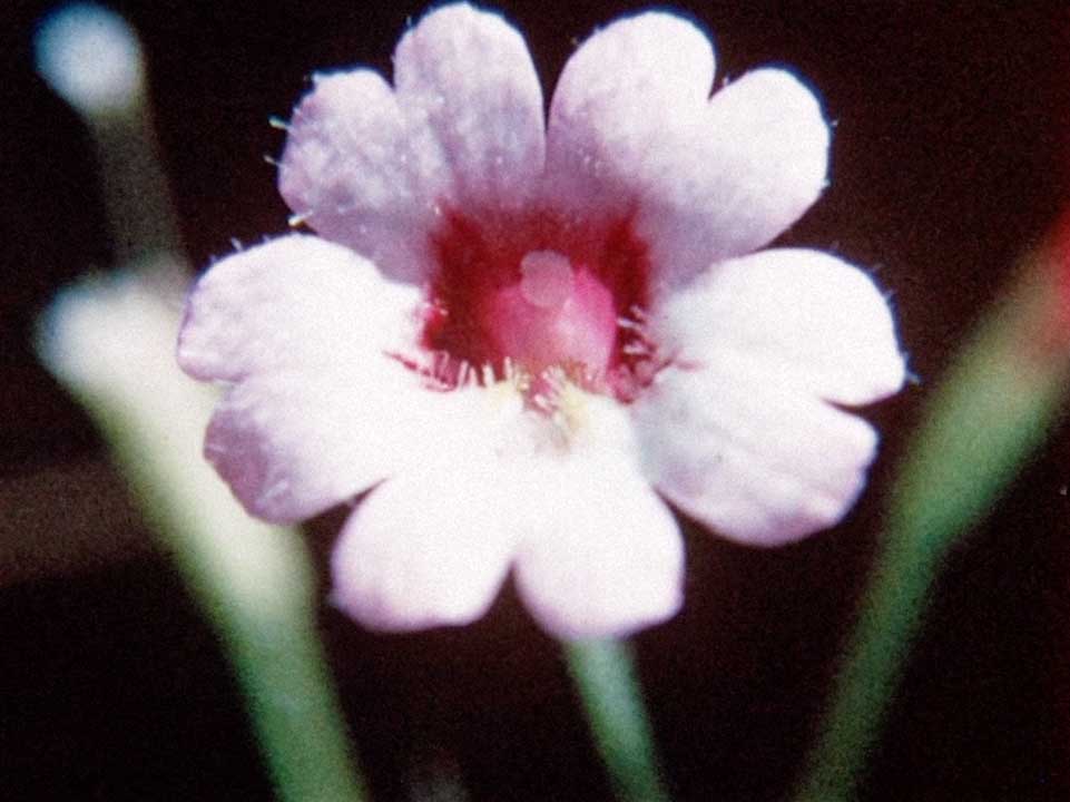 Glimpse-of-the-Garden