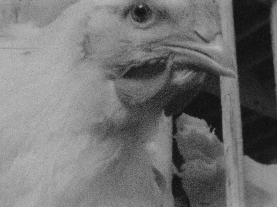 Henny Penny